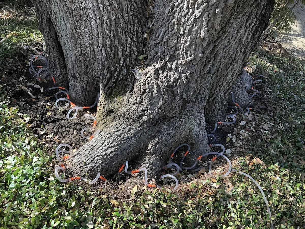 Detailed Tree Cabling and Bracing job site in Kaunakakai