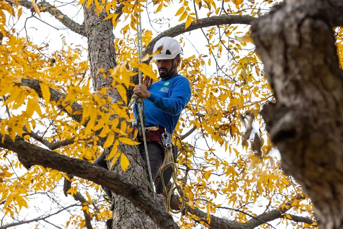 Skilled Tree Pruning crew working in Kaunakakai